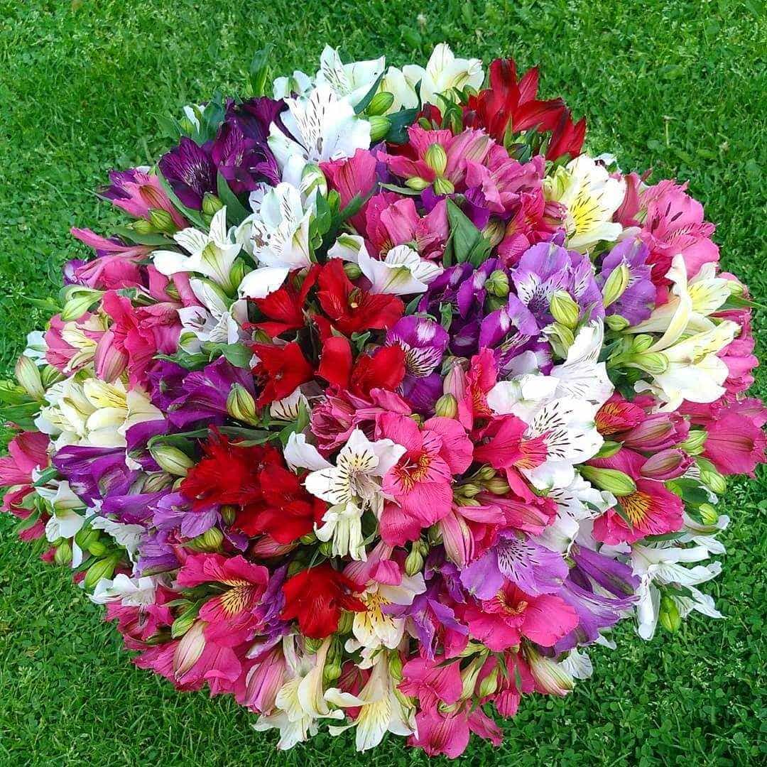 101 Красная Альстромерия