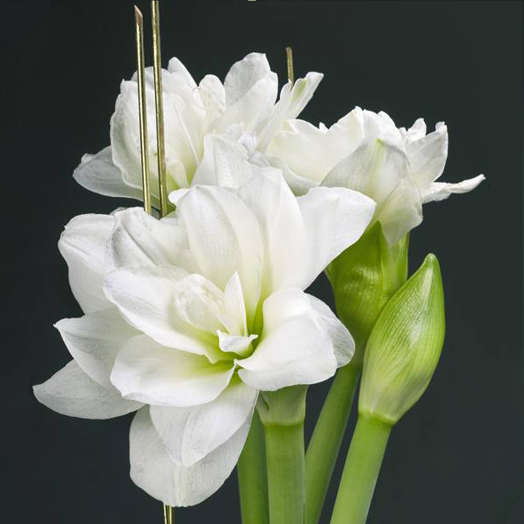 11 Белых Амариллисов Величественных