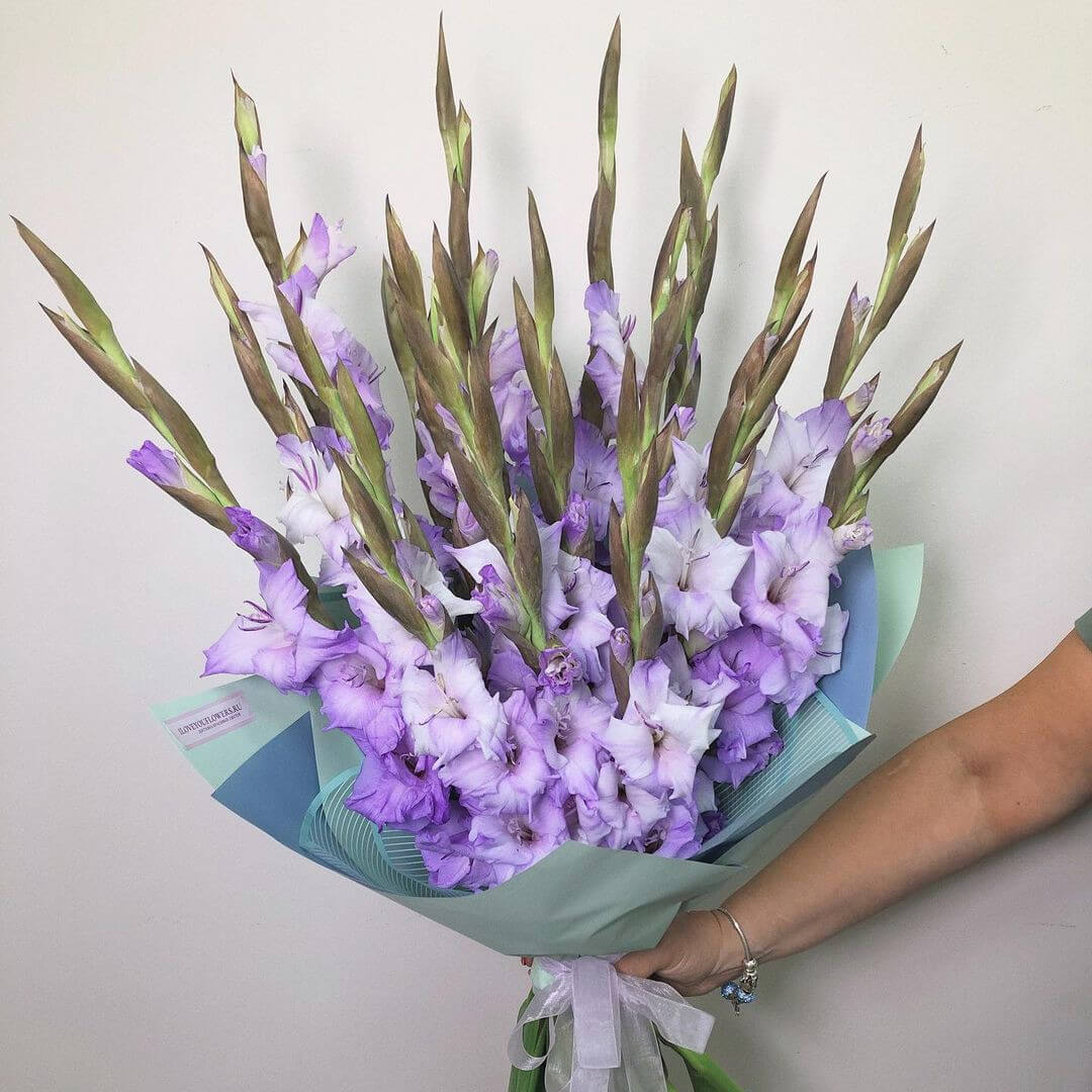 19 Фиолетовых Гладиолусов