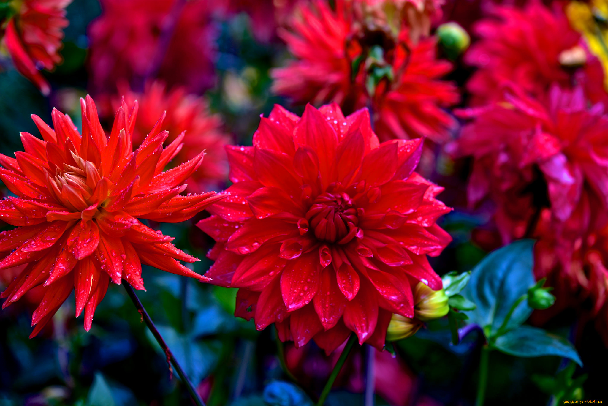 21 Красный Георгин Изящный