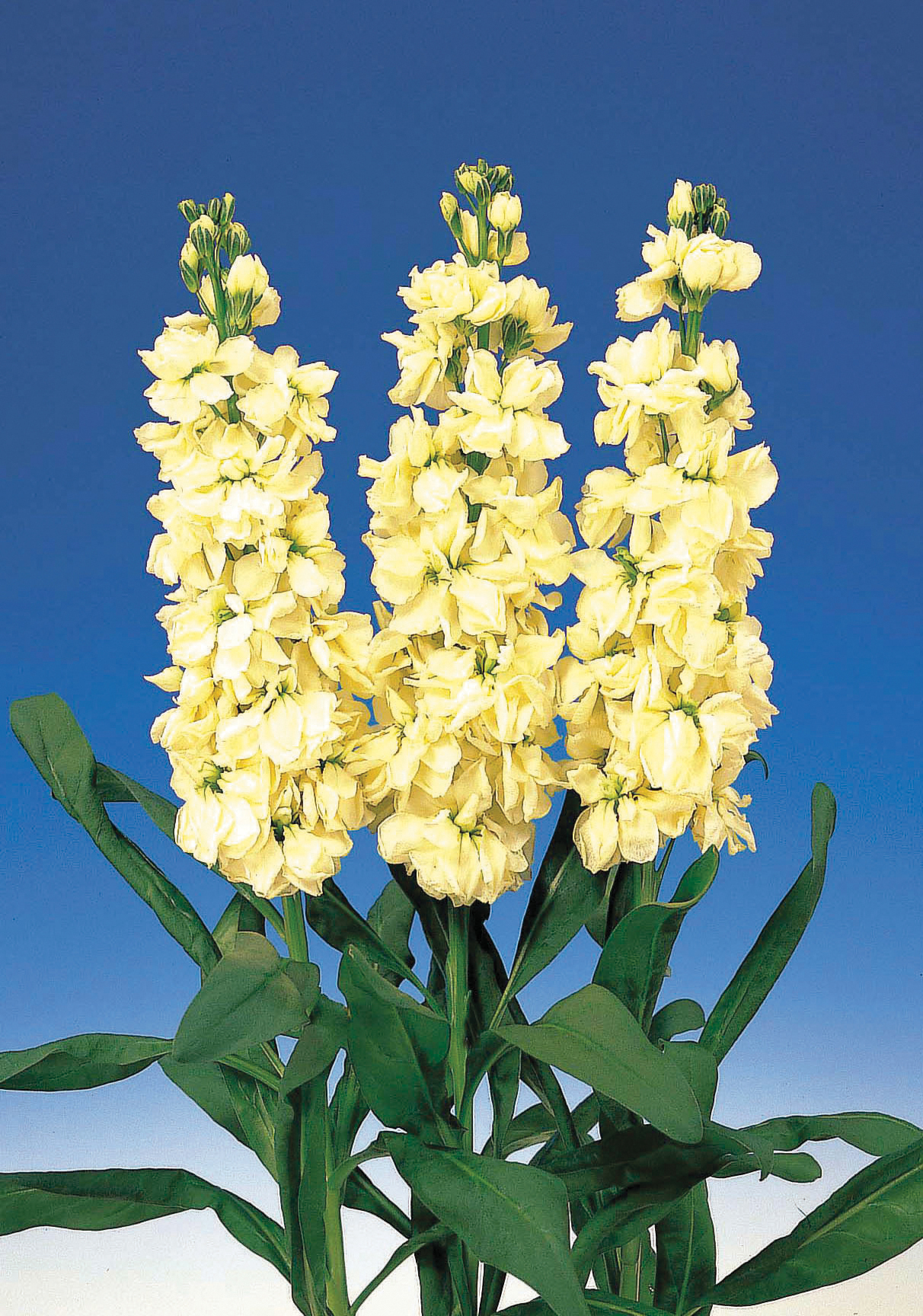 45 Желтых Маттиол