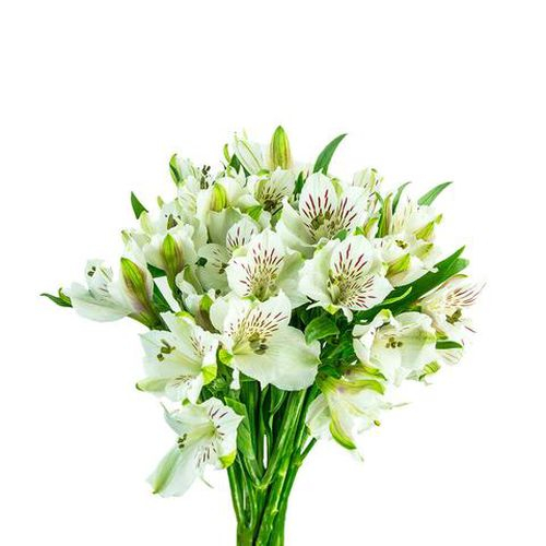 51 Белая Альстромерия